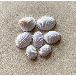coquillages