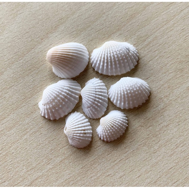 coquillages