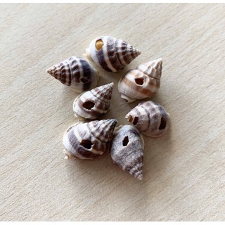 coquillages