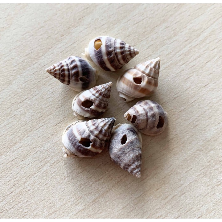 coquillages