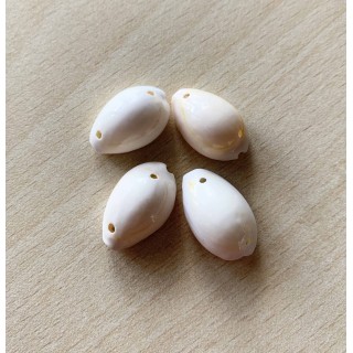 coquillages