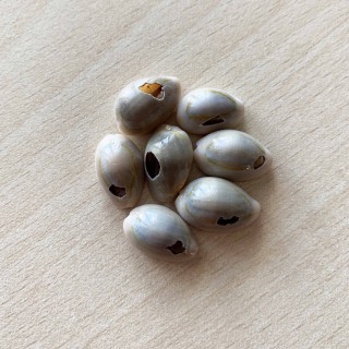 coquillages