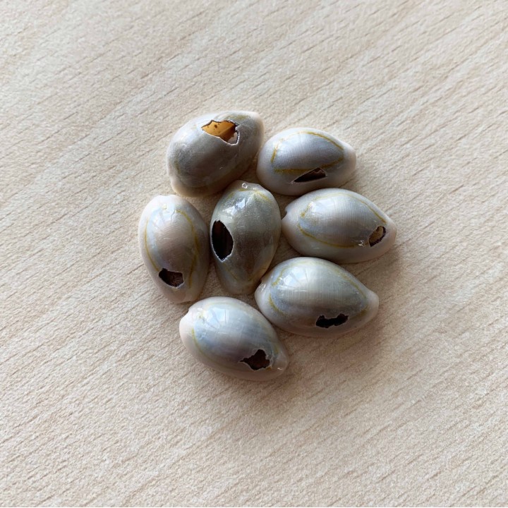 coquillages