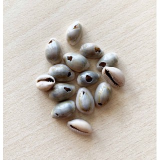 coquillages