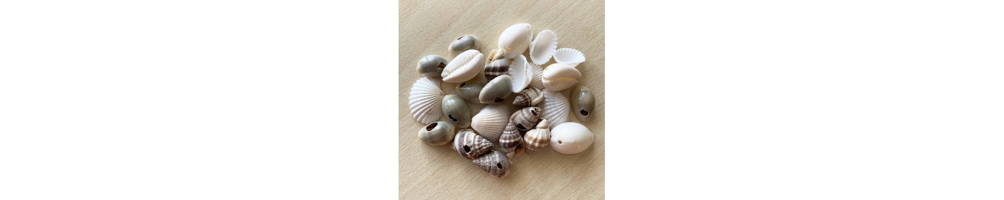 coquillages