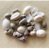 coquillages
